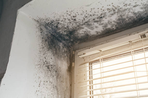Affordable Mold Cleanup solutions in Roslyn, PA